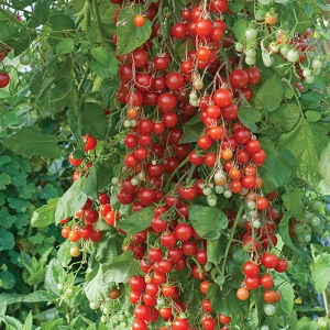 We grow candy tomatoes on our site: Sweet cherry tomato