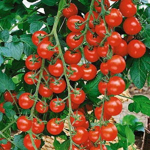 We grow candy tomatoes on our site: Sweet cherry tomato