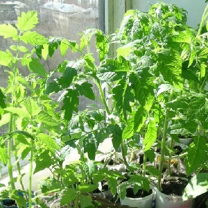 We grow candy tomatoes on our site: Sweet cherry tomato