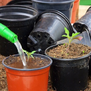 We grow candy tomatoes on our site: Sweet cherry tomato