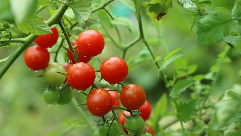 We grow candy tomatoes on our site: Sweet cherry tomato
