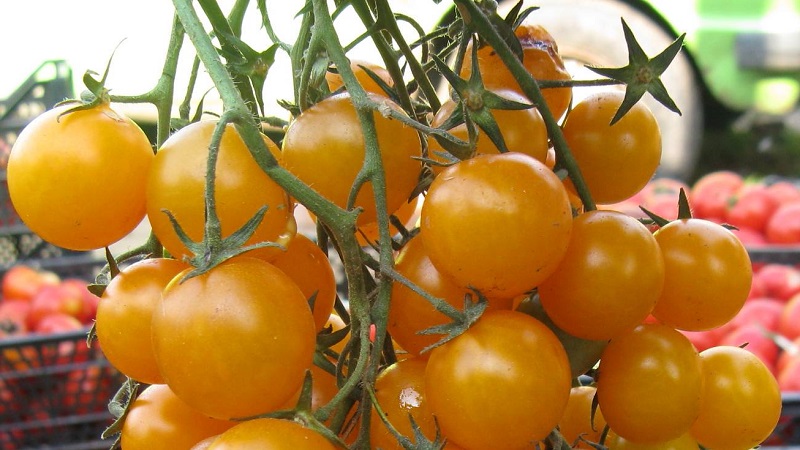 We grow candy tomatoes on our site: Sweet cherry tomato