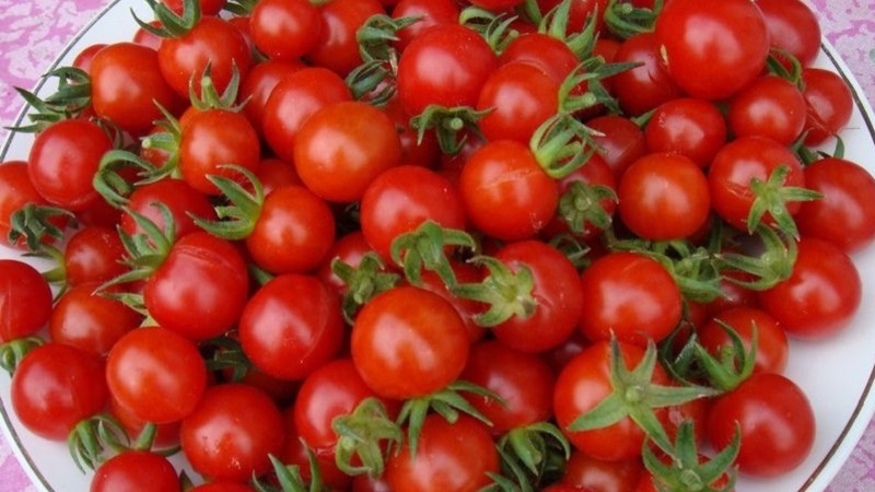 We grow candy tomatoes on our site: Sweet cherry tomato