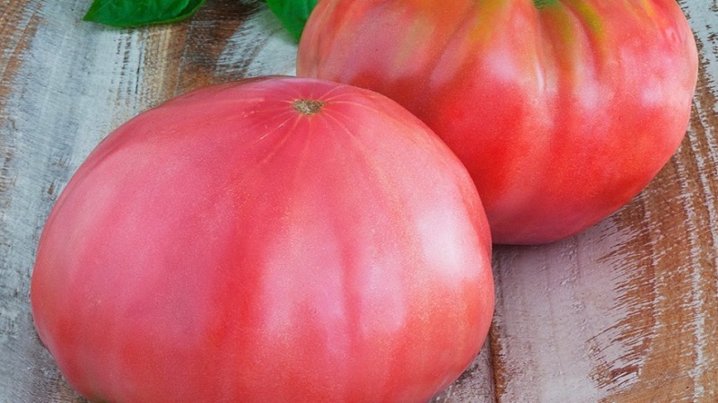 We grow a tomato Tsar's gift in stages, starting with seedlings and ending with the collection of a bountiful harvest