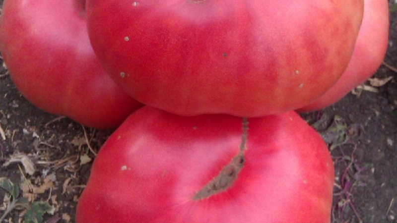 We grow a tomato Tsar's gift in stages, starting with seedlings and ending with the collection of a bountiful harvest
