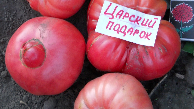 We grow a tomato Tsar's gift in stages, starting with seedlings and ending with the collection of a bountiful harvest