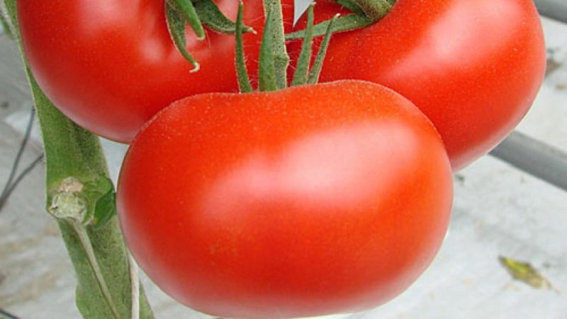 High-yielding tomato hybrid Krasnobay F1