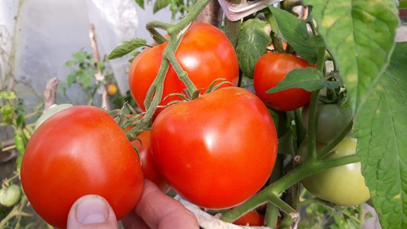 High-yielding tomato hybrid Krasnobay F1