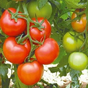 High-yielding tomato hybrid Krasnobay F1
