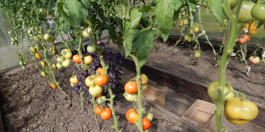 High-yielding tomato hybrid Krasnobay F1