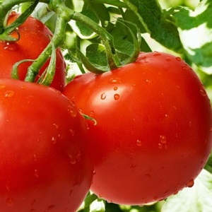 High-yielding tomato hybrid Krasnobay F1