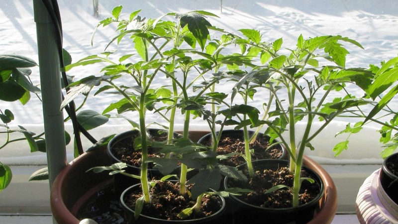 High-yielding tomato hybrid Krasnobay F1