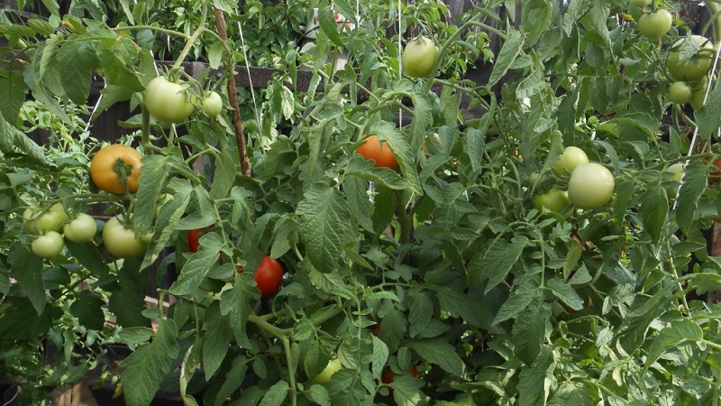 High-yielding tomato hybrid Krasnobay F1