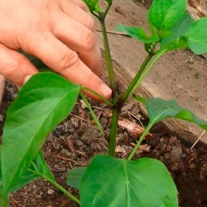 Why pinch pepper and how to do it correctly