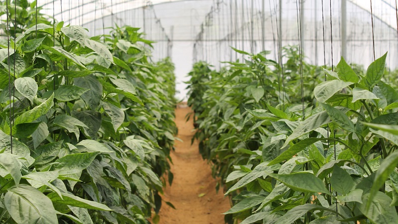 Why pinch pepper and how to do it correctly