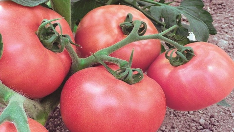 Non-capricious and easy-to-care, but at the same time, the wind rose tomato pampering with a rich harvest