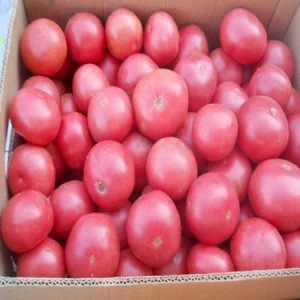 Non-capricious and easy-to-care, but at the same time, the wind rose tomato pampering with a rich harvest