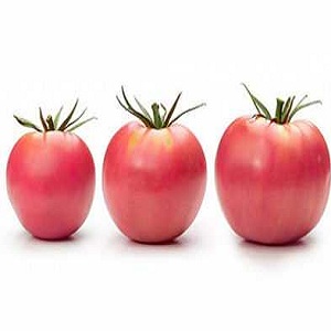 Non-capricious and easy-to-care, but at the same time, the wind rose tomato pampering with a rich harvest