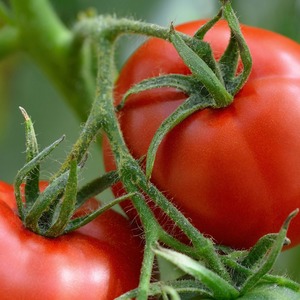 How to care for Palenque hybrid tomato for a better harvest