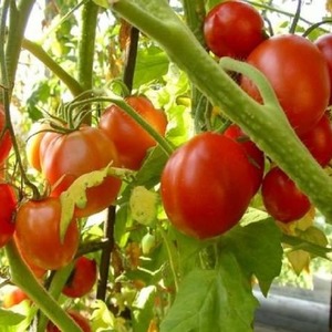 How to care for Palenque hybrid tomato for a better harvest