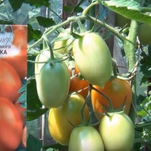 How to care for Palenque hybrid tomato for a better harvest