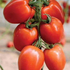 How to care for Palenque hybrid tomato for a better harvest