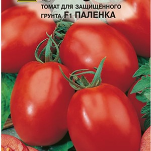 How to care for Palenque hybrid tomato for a better harvest