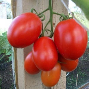 How to care for Palenque hybrid tomato for a better harvest