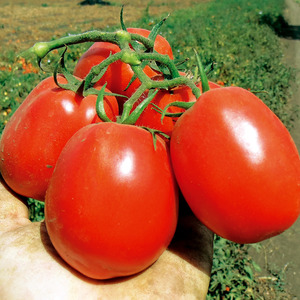 How to care for Palenque hybrid tomato for a better harvest