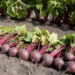 How to plant beets in the winter correctly: step by step instructions and important nuances