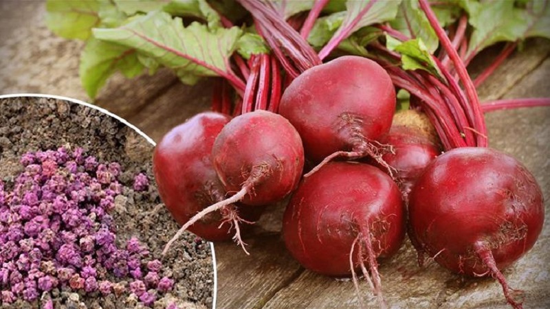How to plant beets in the winter correctly: step by step instructions and important nuances