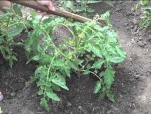 Tomato Demidov, famous for its endurance and beloved by gardeners