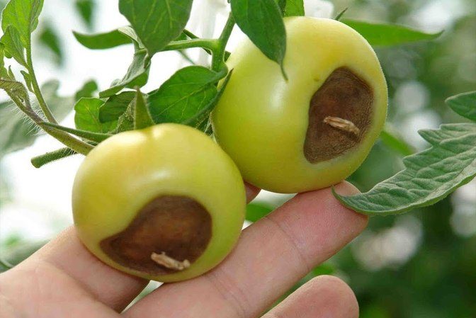 Tomato Demidov, famous for its endurance and loved by gardeners