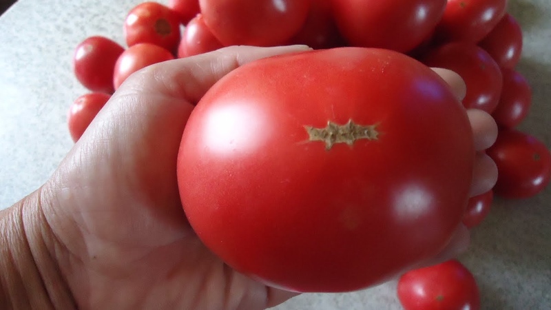 Tomato Demidov, famous for its endurance and beloved by gardeners