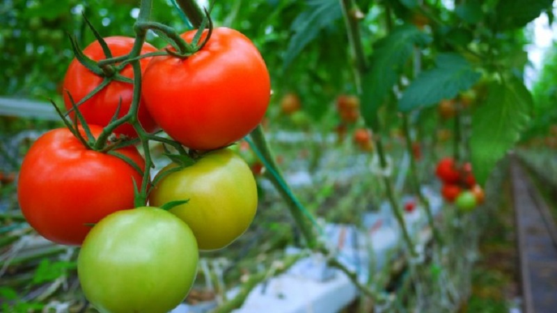 Tomato Demidov, famous for its endurance and beloved by gardeners