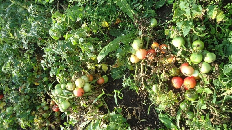 Tomato Demidov, famous for its endurance and loved by gardeners