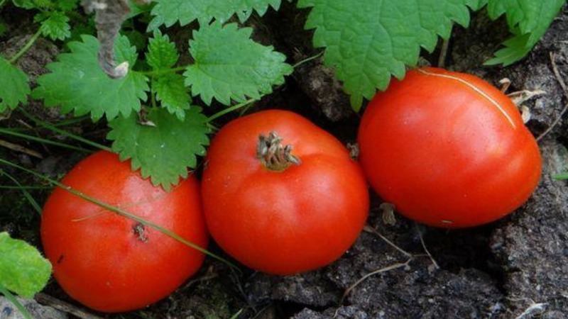 A gift for gardeners from northern regions with a difficult climate - a stable and productive tomato Snowdrop