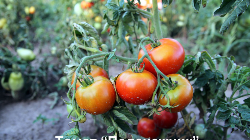 A gift for gardeners from northern regions with a difficult climate - a stable and productive tomato Snowdrop
