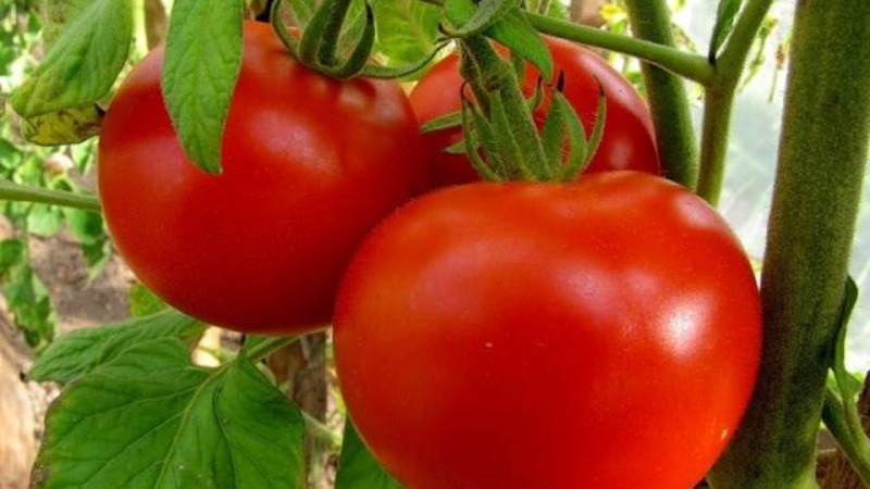 A gift for gardeners from northern regions with a difficult climate - a stable and productive tomato Snowdrop