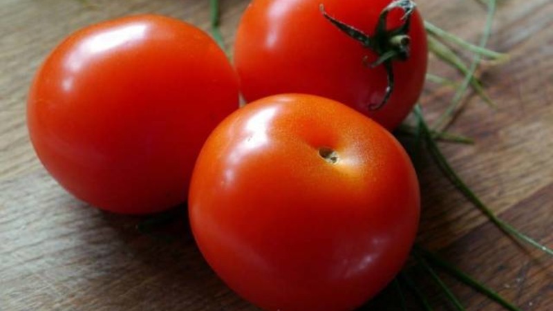 A gift for gardeners from northern regions with a difficult climate - a stable and productive tomato Snowdrop