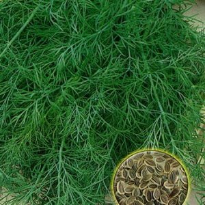 How to quickly germinate dill seeds and how to process them to accelerate the germination of greens