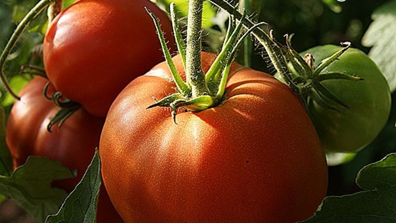 Tomato variety that will definitely not disappoint you - Tomato Monomakh's Hat