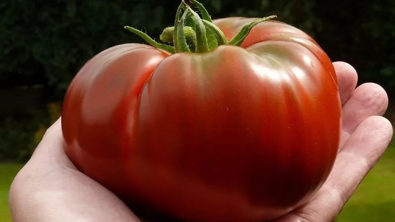 Tomato variety that will definitely not disappoint you - Tomato Monomakh's Hat