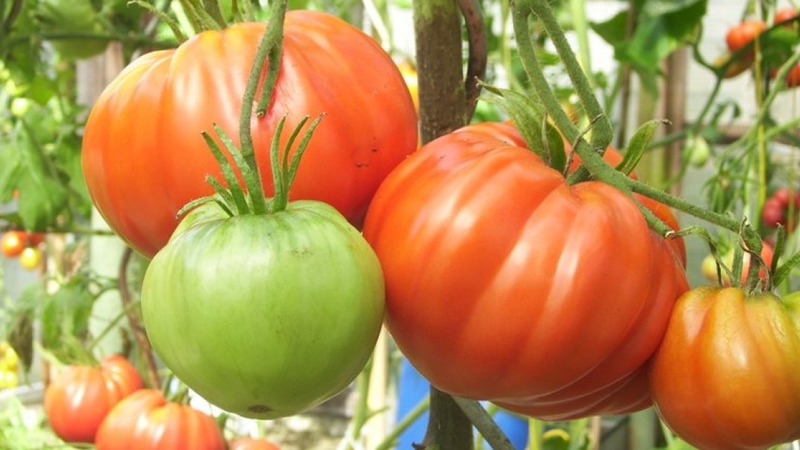 Tomato variety that will definitely not disappoint you - Tomato Monomakh's Hat