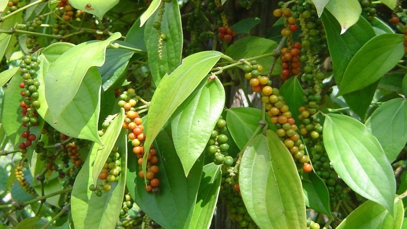 What is white pepper and how is it used in cooking, cosmetology and traditional medicine