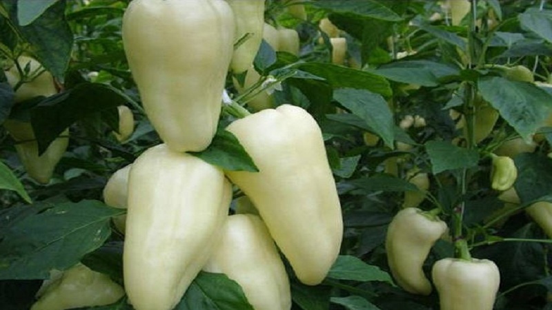 What is white pepper and how is it used in cooking, cosmetology and traditional medicine