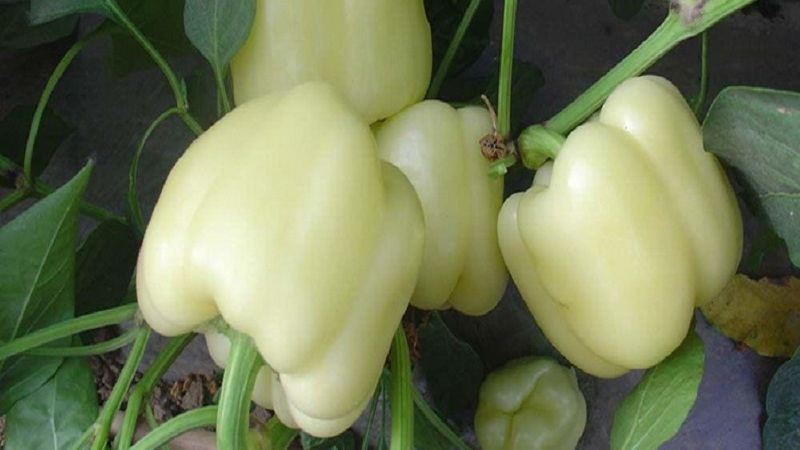 What is white pepper and how is it used in cooking, cosmetology and traditional medicine