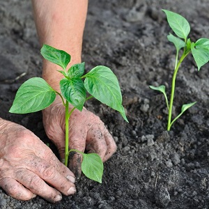 Yielding and early ripe eggplant variety Bourgeois