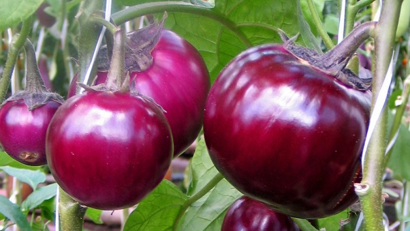 Yielding and early ripe eggplant variety Bourgeois
