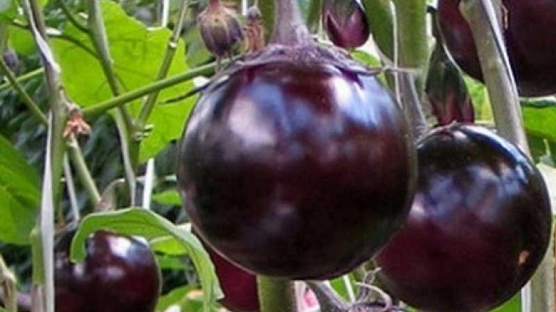 Yielding and early ripe eggplant variety Bourgeois